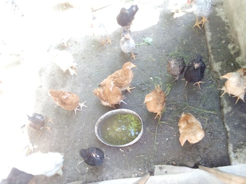  - Pui de găină mixtă moțată încălțată 2019