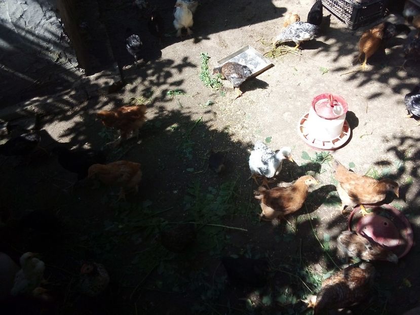  - Pui de găină mixtă moțată încălțată 2019