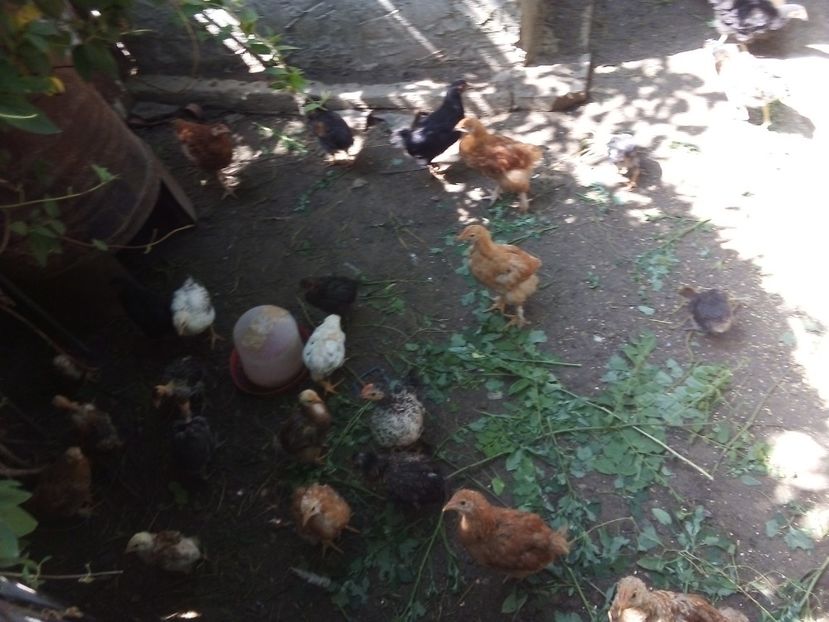  - Pui de găină mixtă moțată încălțată 2019