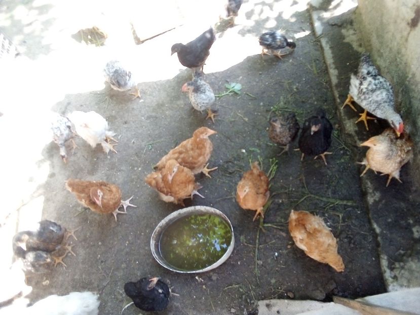  - Pui de găină mixtă moțată încălțată 2019