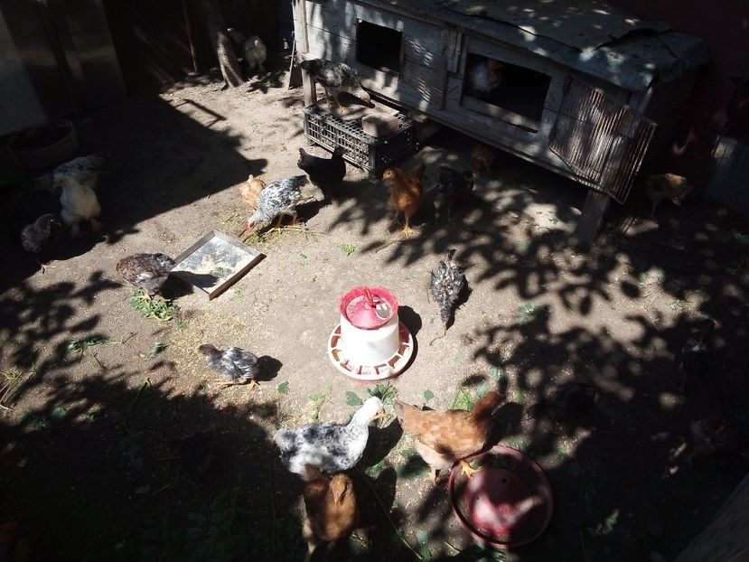  - Pui de găină mixtă moțată încălțată 2019