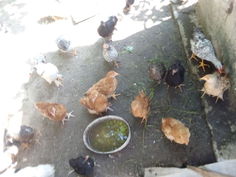  - Pui de găină mixtă moțată încălțată 2019