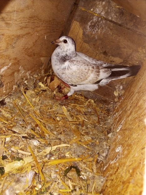  - Pui de porumbei voiajori 2019