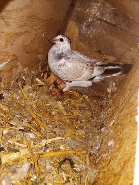  - Pui de porumbei voiajori 2019