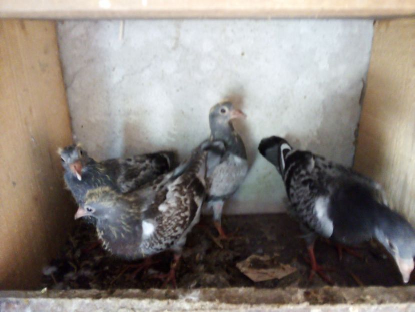  - Pui de porumbei voiajori 2019