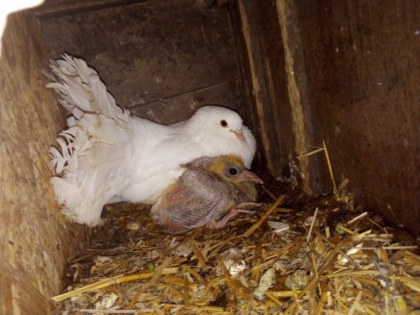  - Pui de porumbei voiajori 2019