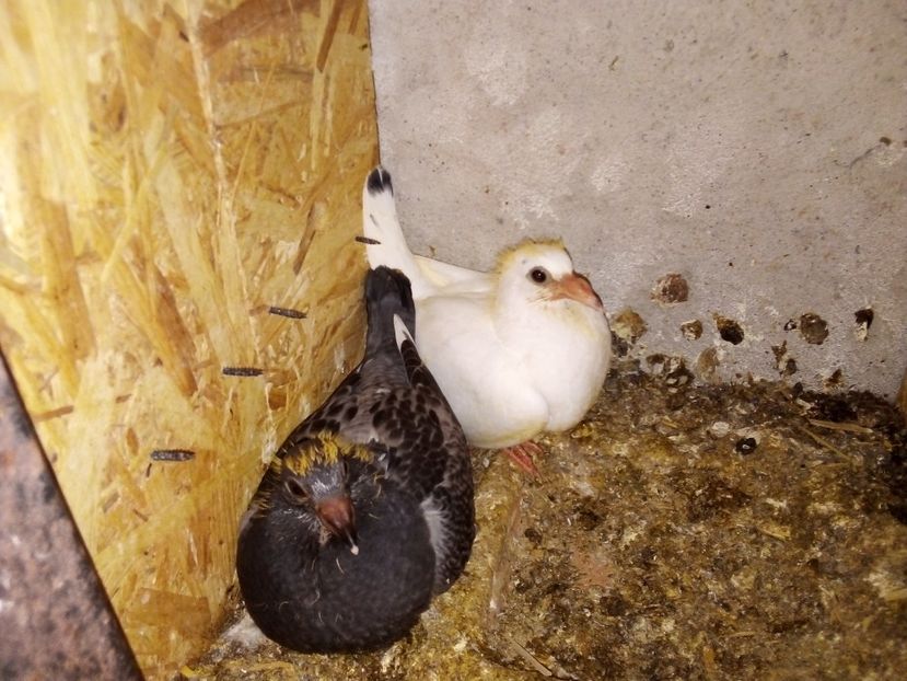  - Pui de porumbei voiajori 2019