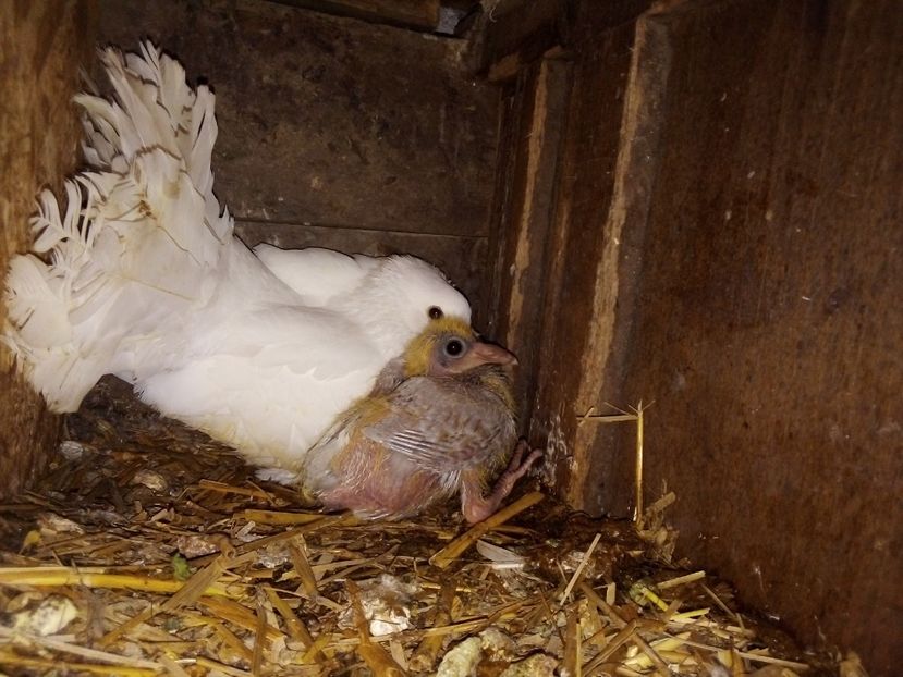  - Pui de porumbei voiajori 2019