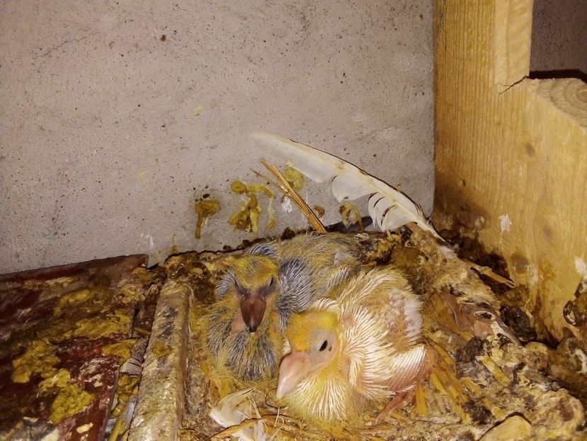  - Pui de porumbei voiajori 2019