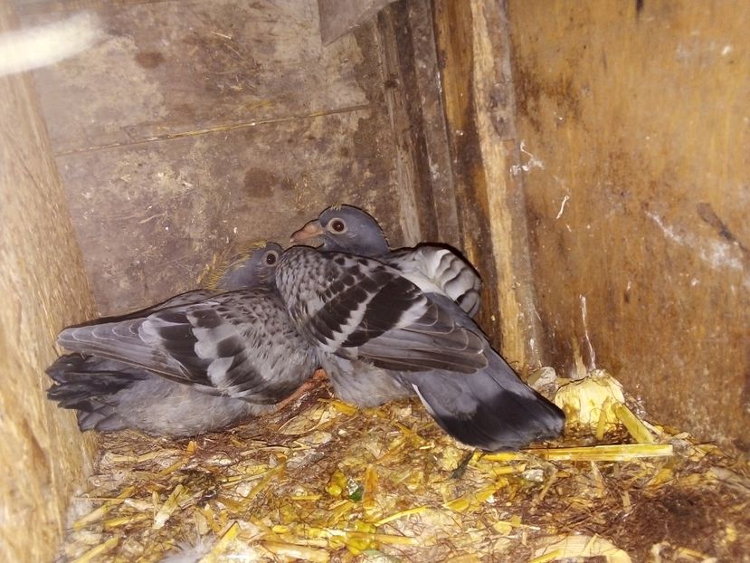  - Pui de porumbei voiajori 2019