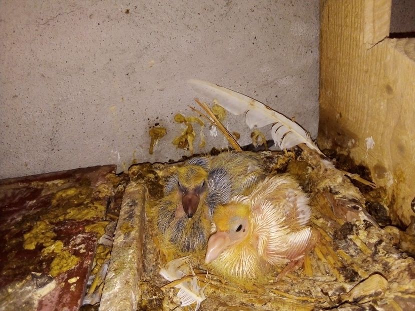  - Pui de porumbei voiajori 2019