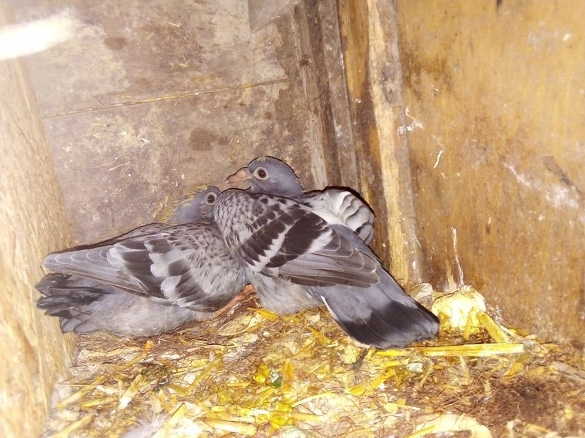  - Pui de porumbei voiajori 2019