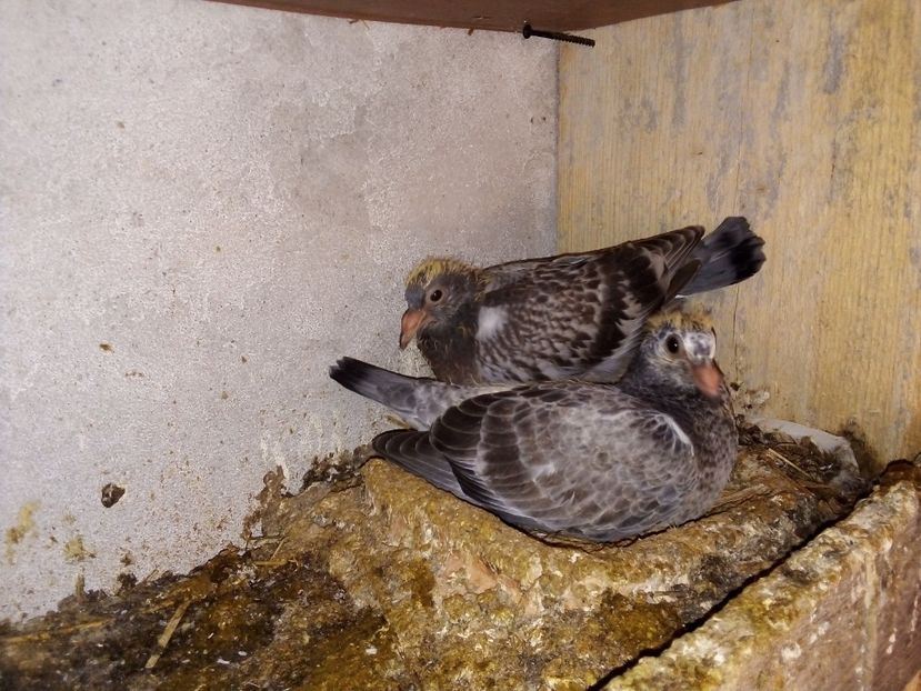  - Pui de porumbei voiajori 2019