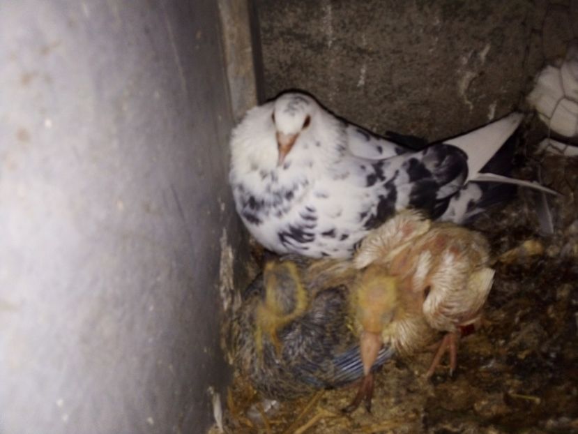  - Pui de porumbei voiajori 2019