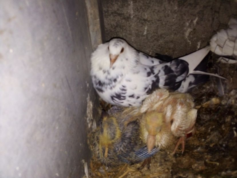  - Pui de porumbei voiajori 2019