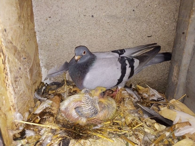  - Pui de porumbei voiajori 2019