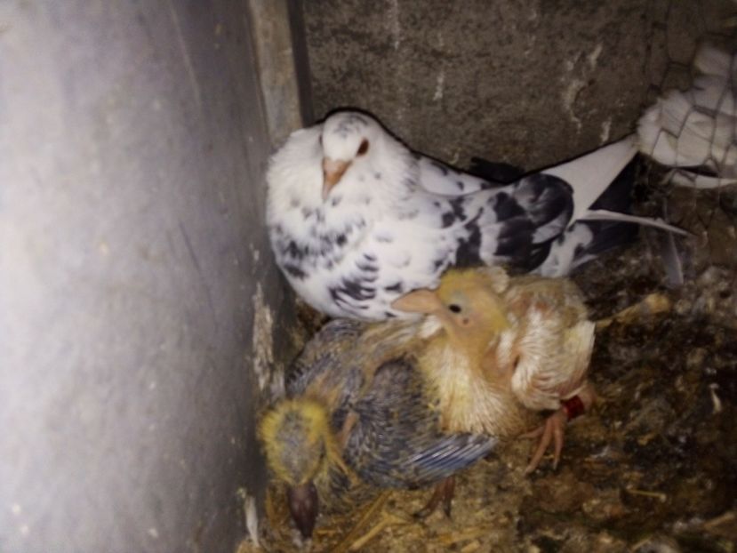  - Pui de porumbei voiajori 2019