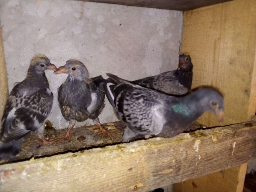  - Pui de porumbei voiajori 2019