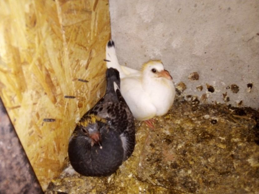  - Pui de porumbei voiajori 2019