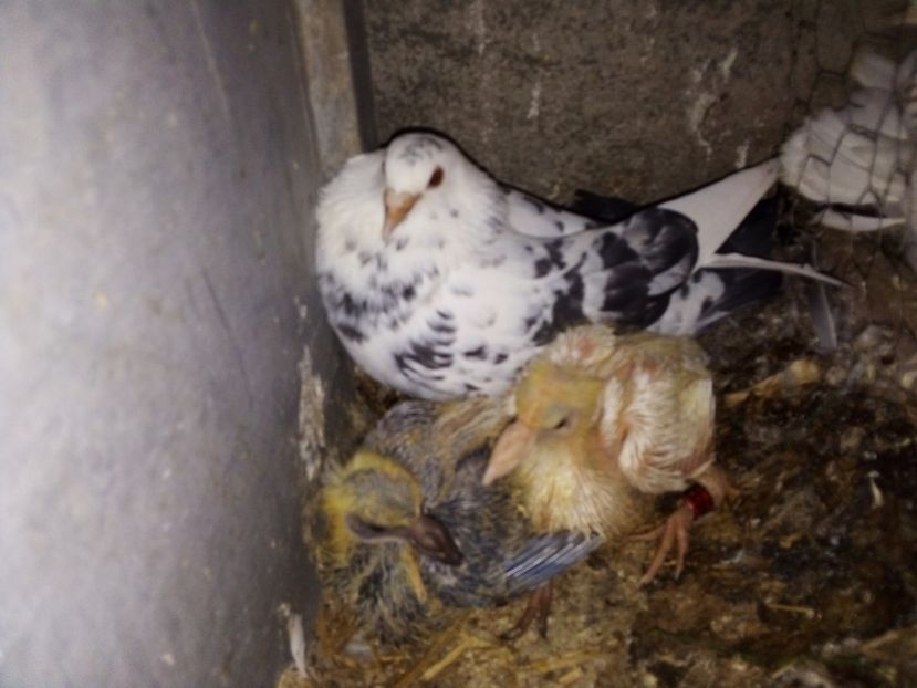  - Pui de porumbei voiajori 2019