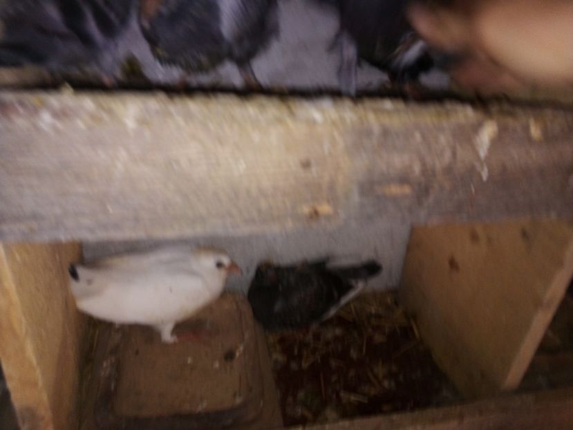  - Pui de porumbei voiajori 2019