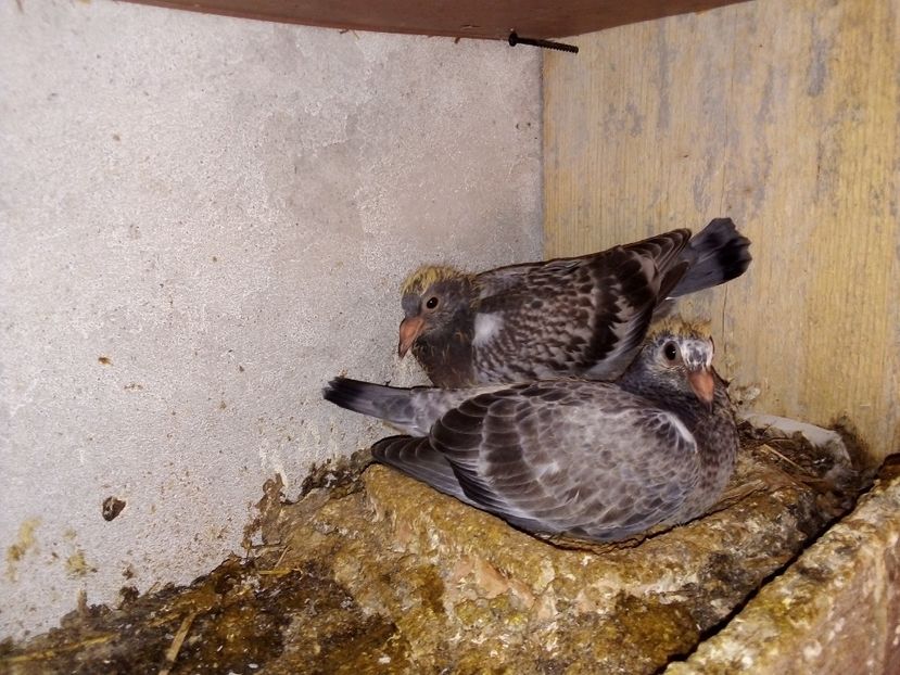  - Pui de porumbei voiajori 2019