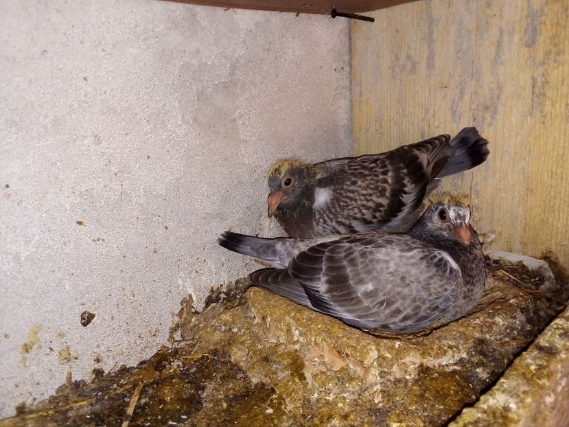  - Pui de porumbei voiajori 2019