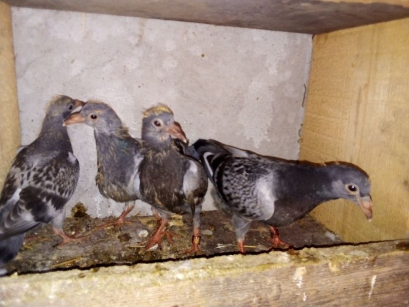  - Pui de porumbei voiajori 2019