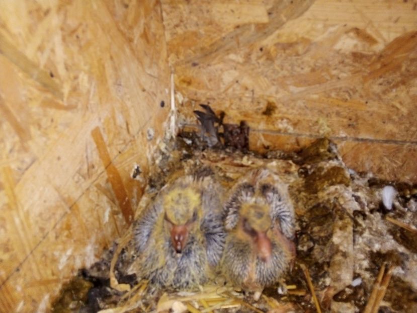  - Pui de porumbei voiajori 2019