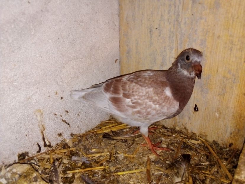  - Pui de porumbei voiajori 2019