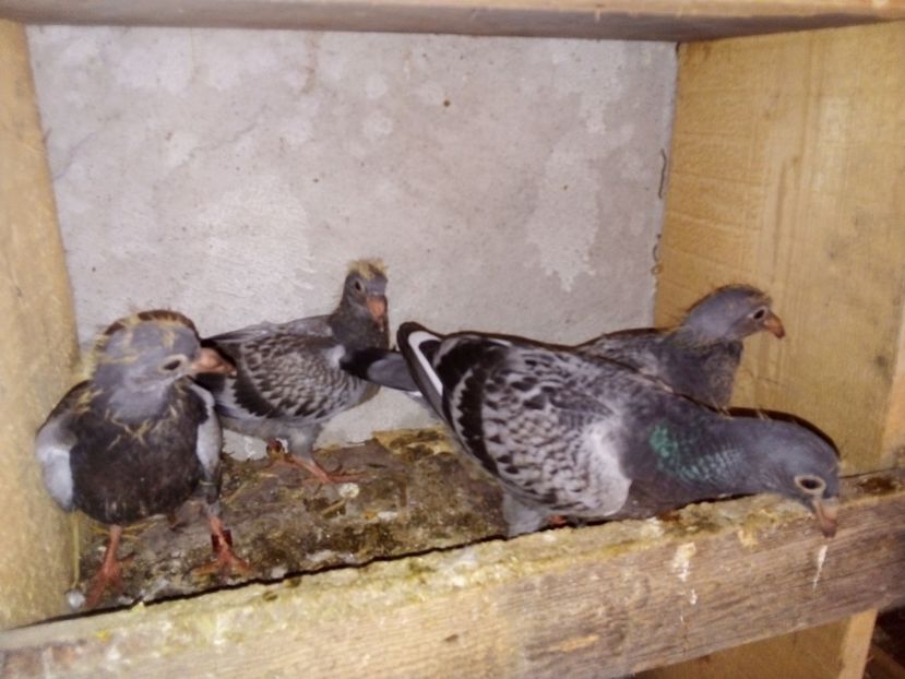  - Pui de porumbei voiajori 2019