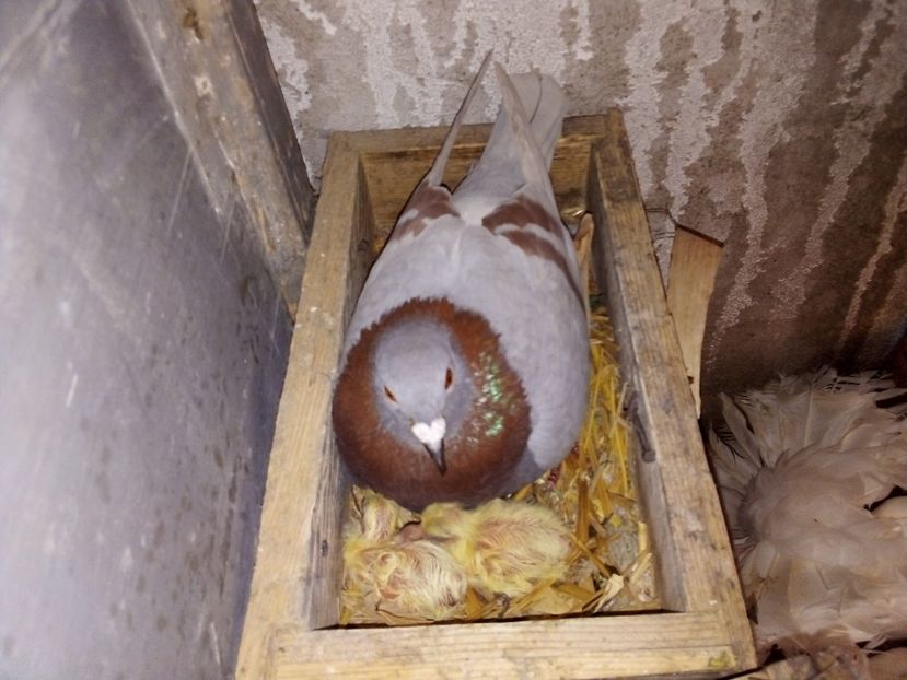  - Pui de porumbei voiajori 2019