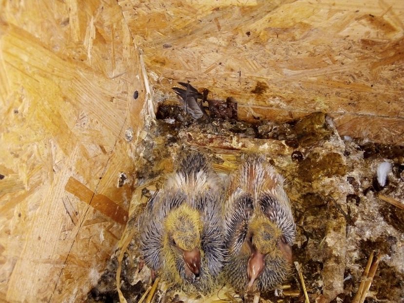  - Pui de porumbei voiajori 2019