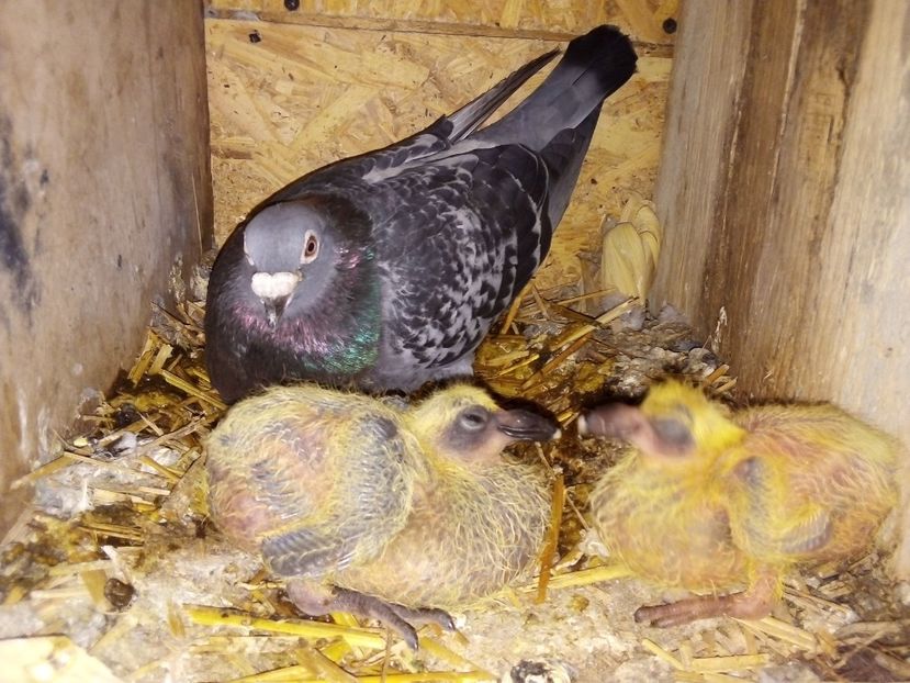  - Pui de porumbei voiajori 2019