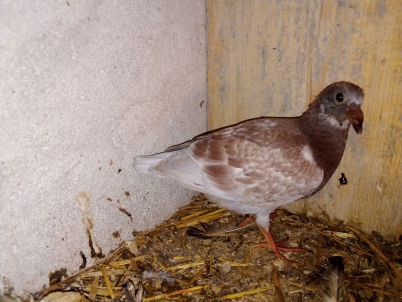  - Pui de porumbei voiajori 2019