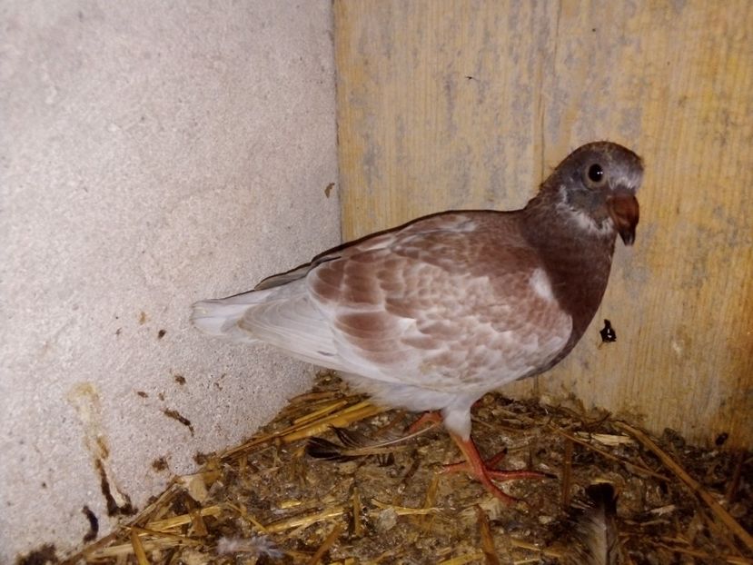  - Pui de porumbei voiajori 2019