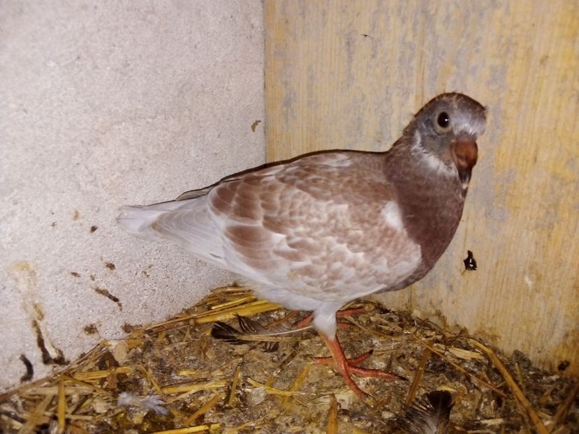  - Pui de porumbei voiajori 2019