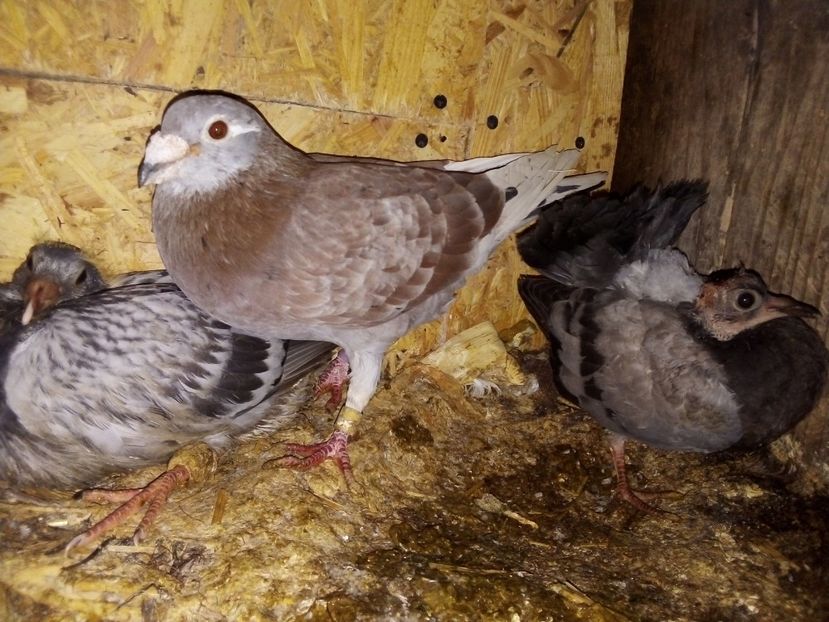  - Pui de porumbei voiajori 2019