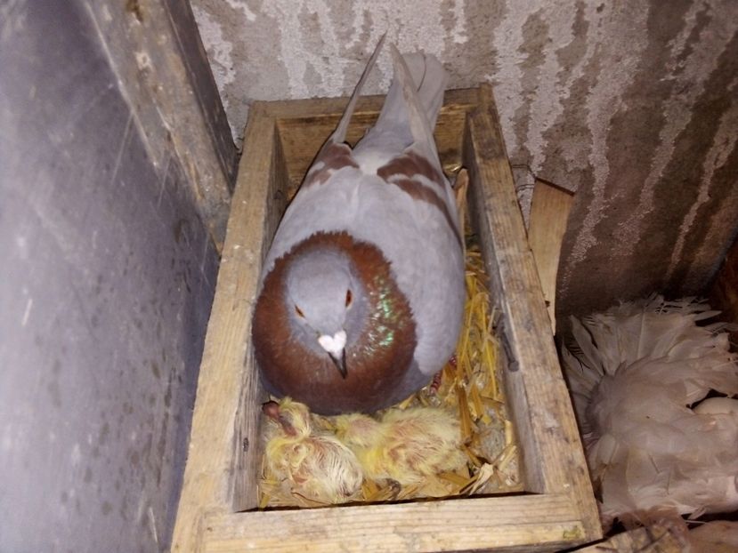  - Pui de porumbei voiajori 2019