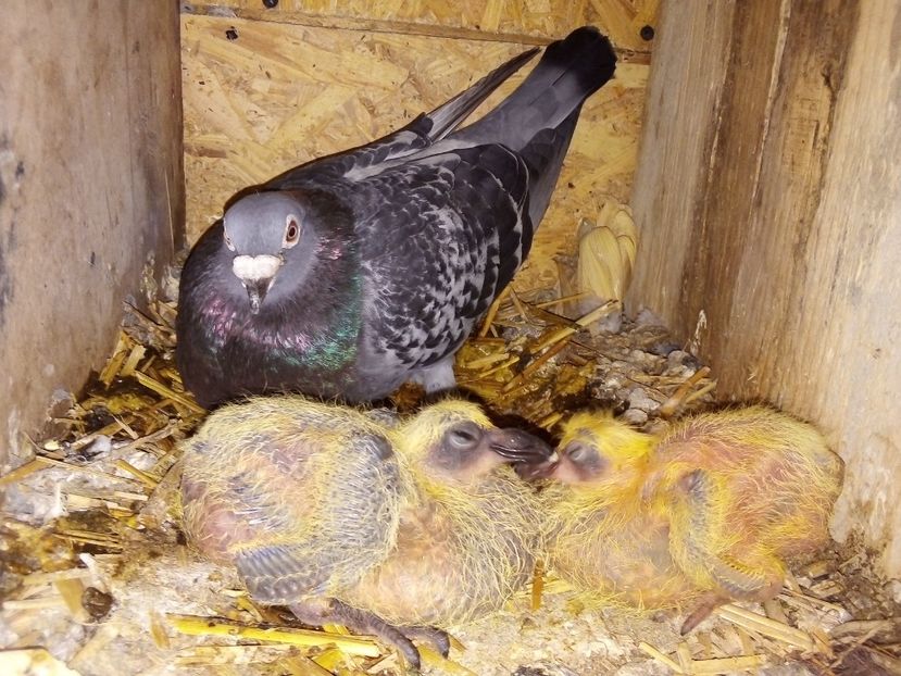  - Pui de porumbei voiajori 2019