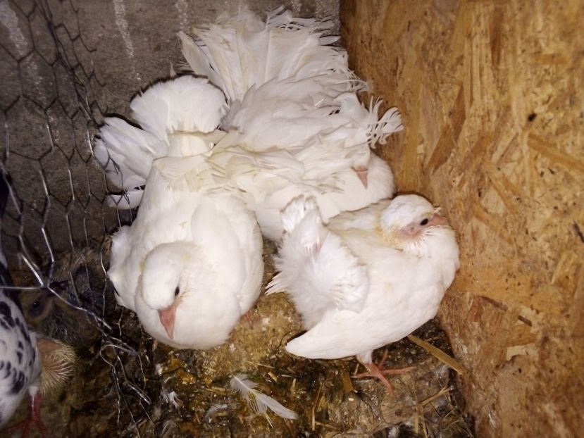  - Pui de porumbei voltați 2019