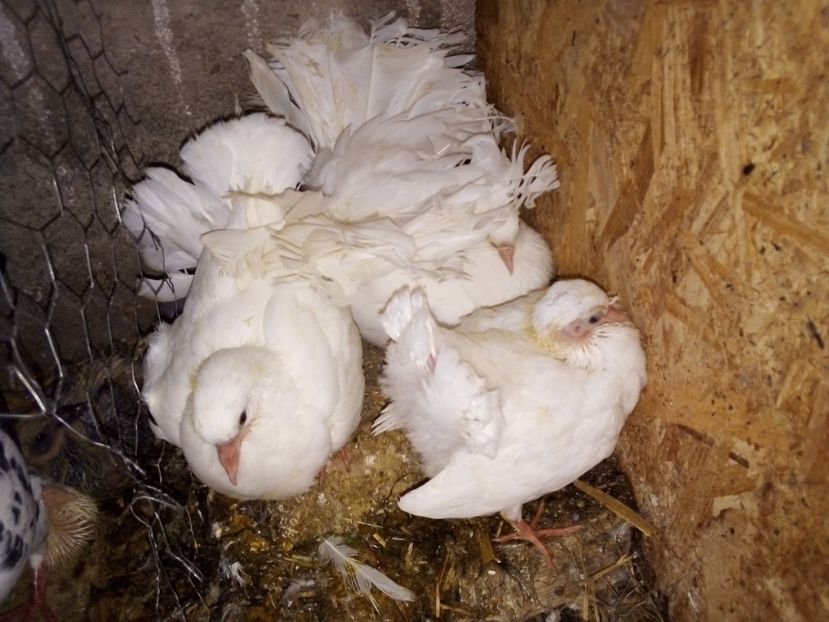  - Pui de porumbei voltați 2019