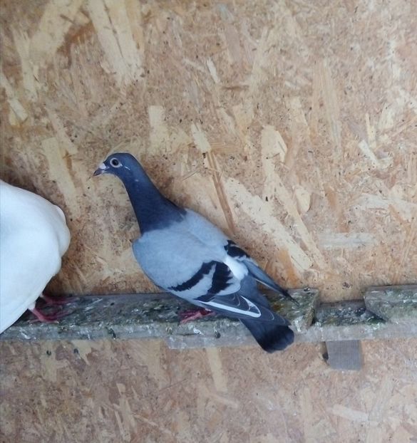  - Pui de porumbei voiajori 2019