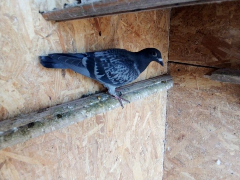  - Pui de porumbei voiajori 2019