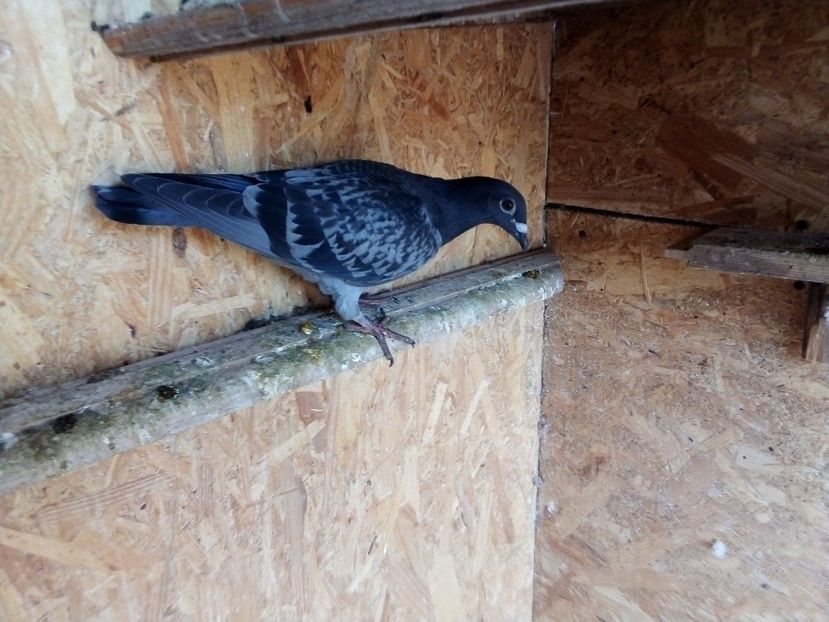  - Pui de porumbei voiajori 2019