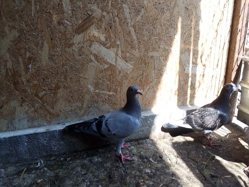  - Pui de porumbei voiajori 2019