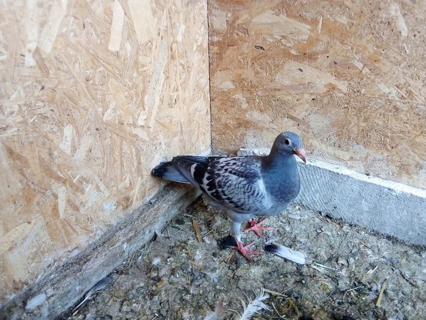  - Pui de porumbei voiajori 2019