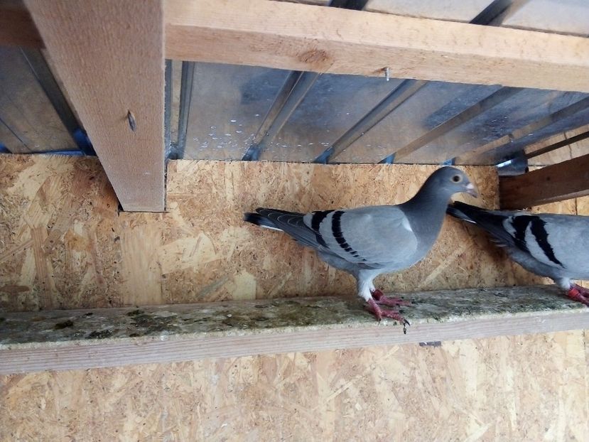  - Pui de porumbei voiajori 2019