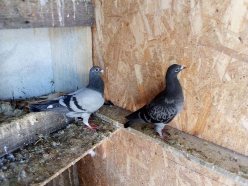  - Pui de porumbei voiajori 2019