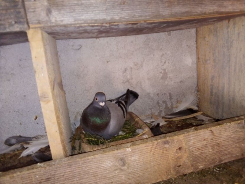  - Pui de porumbei voiajori 2019